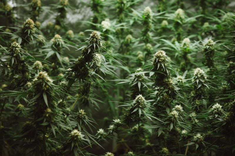 The stages of flowering that produce the most potent odors The stages of flowering that produce the most potent odors